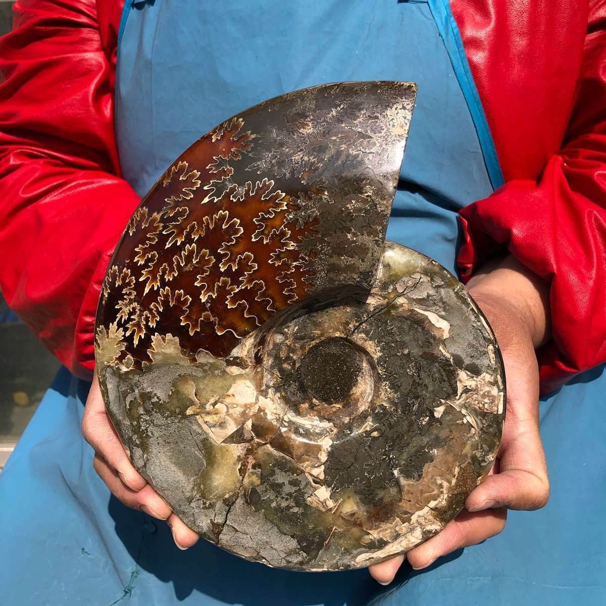 3.65LB AAA Natural Polished Ammonite Fossil with Suture Detail healing