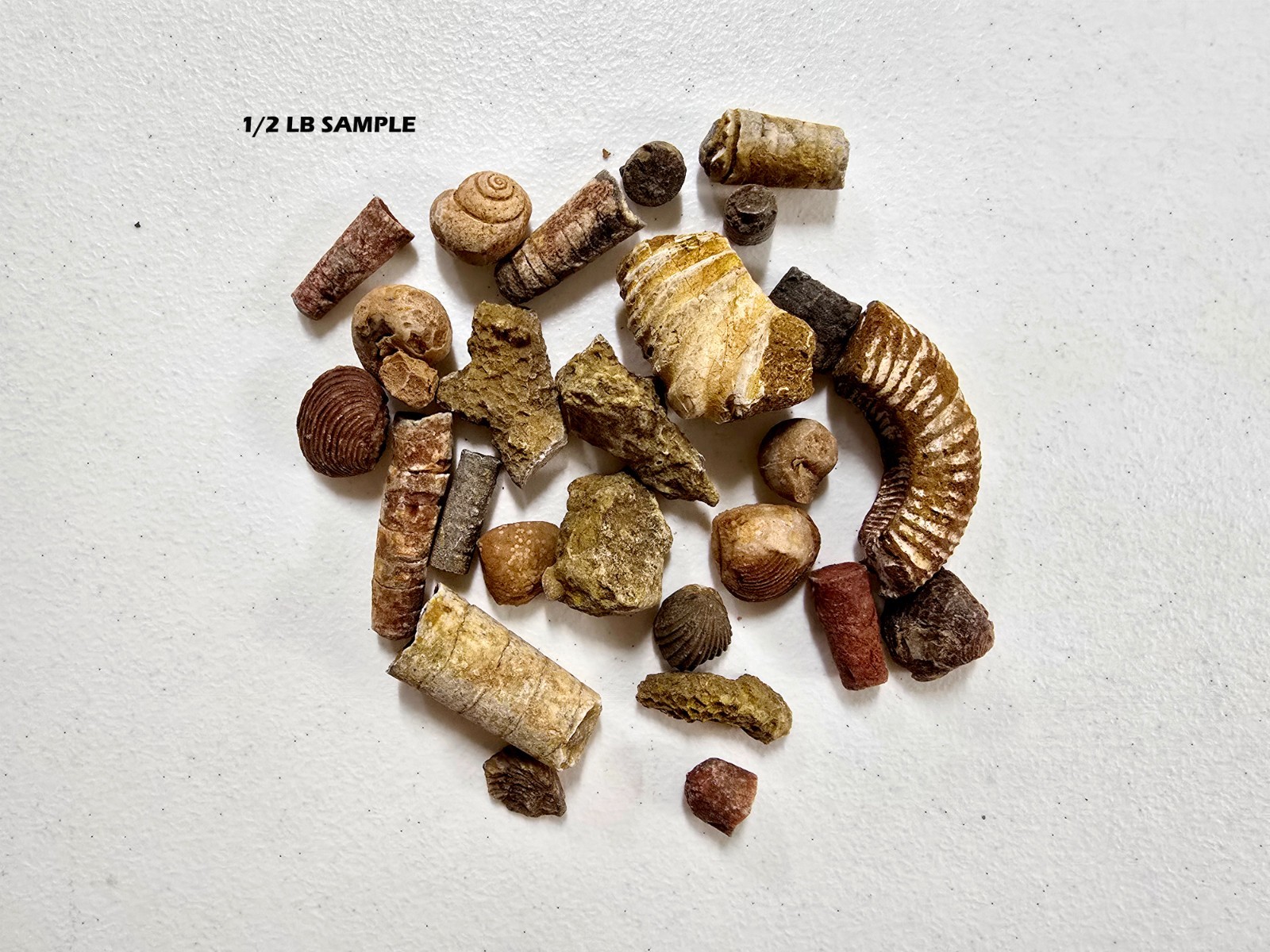 Fossils Mix Bulk Moroccan Assorted Ammonite Brachiopods Gastropods & More