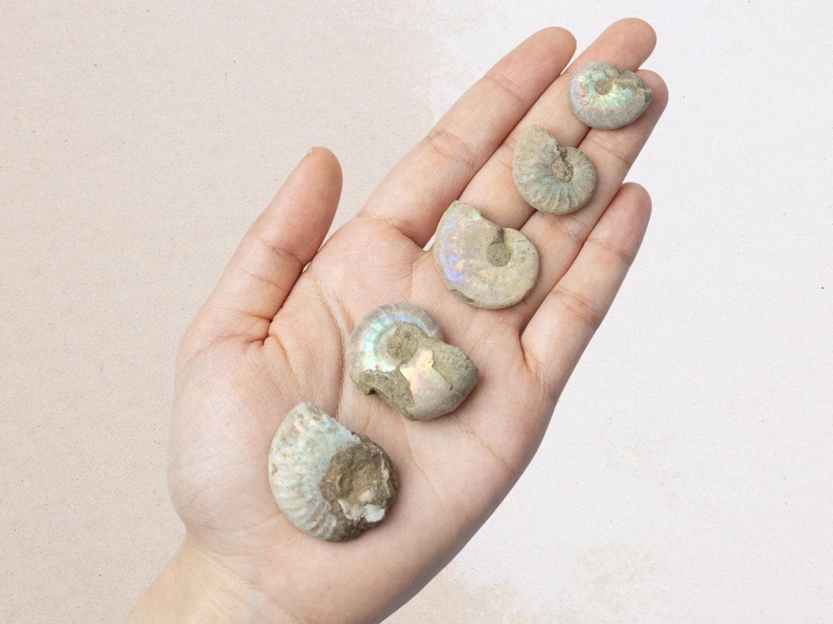 Raw Ammonite Fossil Natural Shell Specimen Opalized Rainbow Collectors Gift