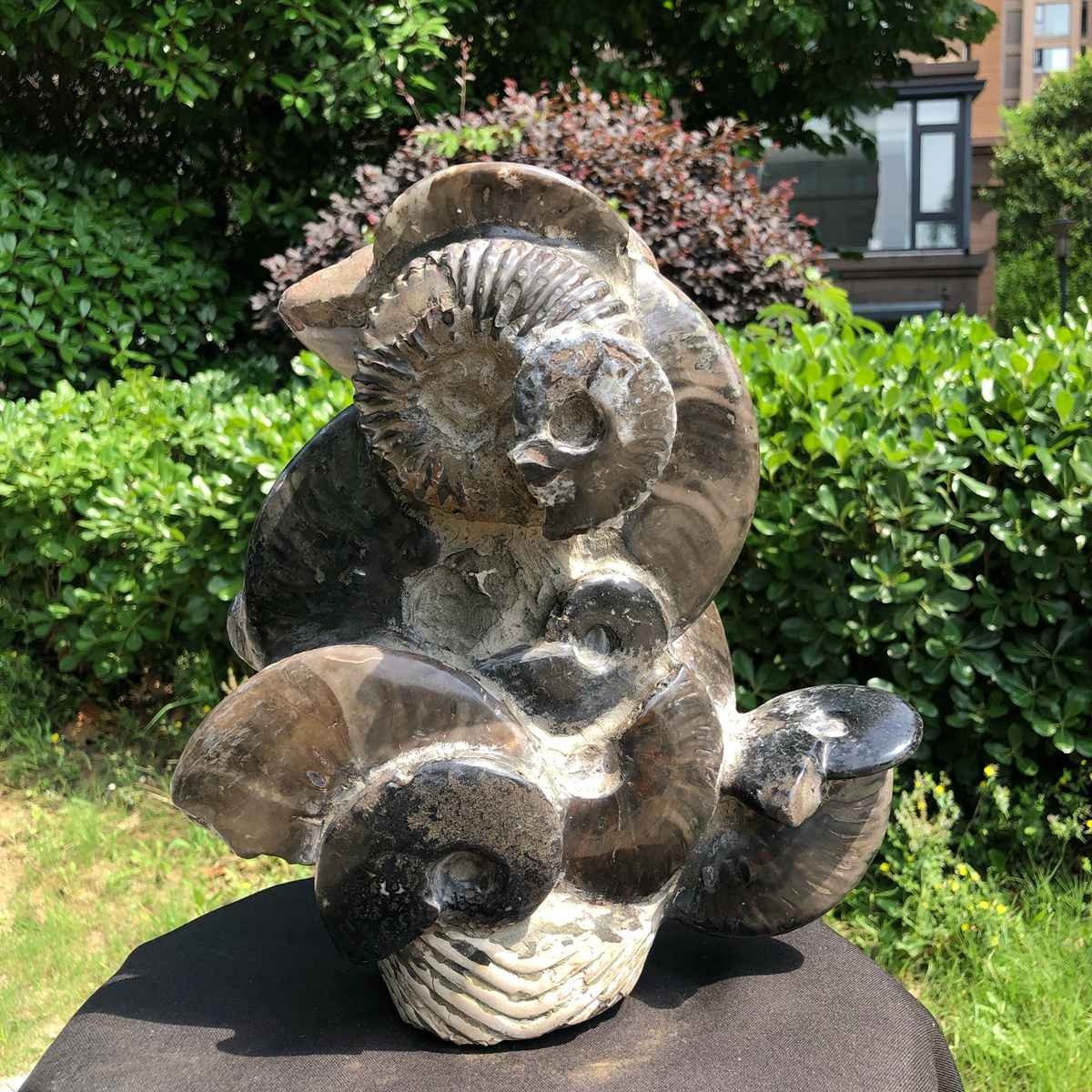 13.09LB Natural Beautiful Ammonite Fossil Conch Crystal Specimen Healing 5130