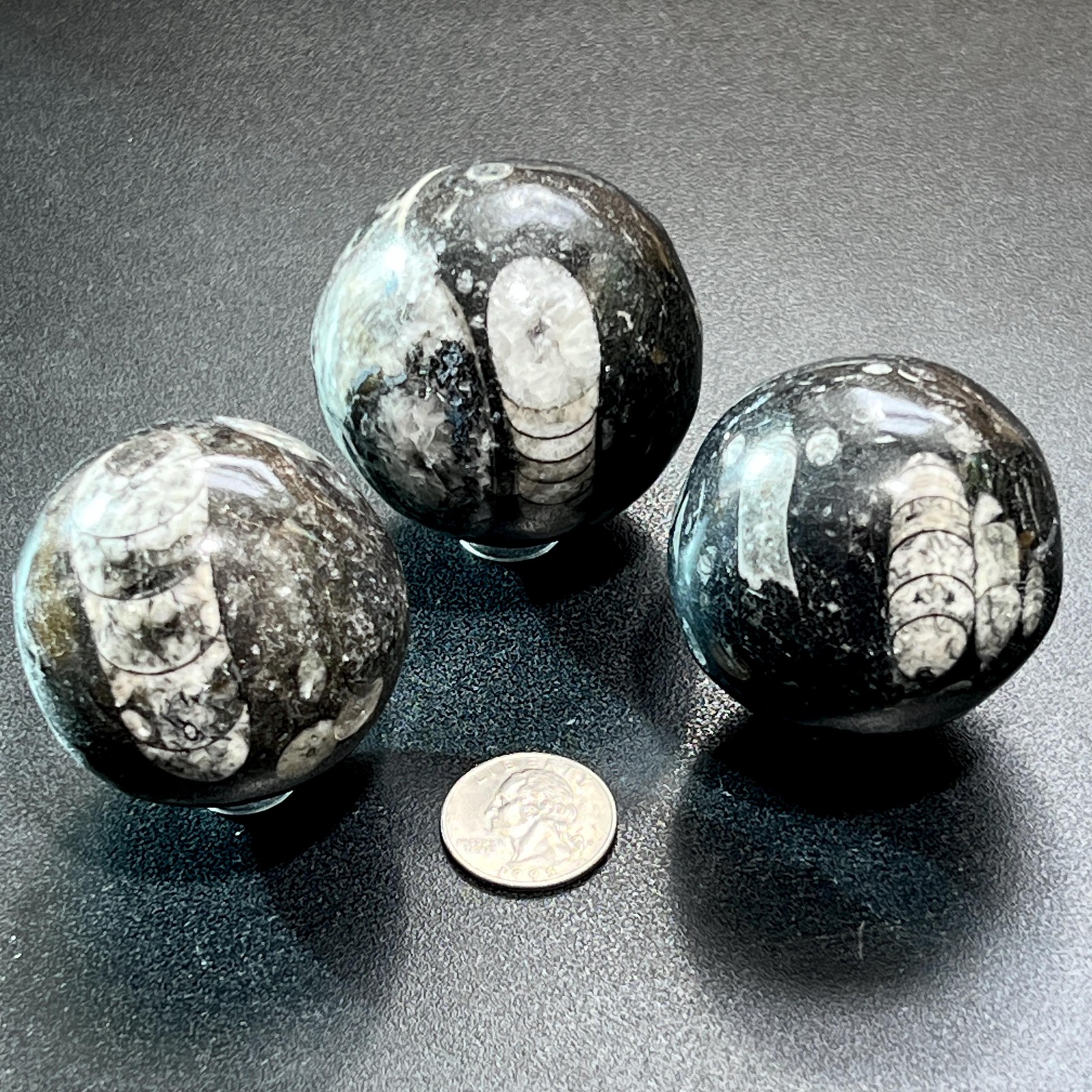 Orthoceras Fossil Sphere Polished Carving Genuine Morocco Mineral