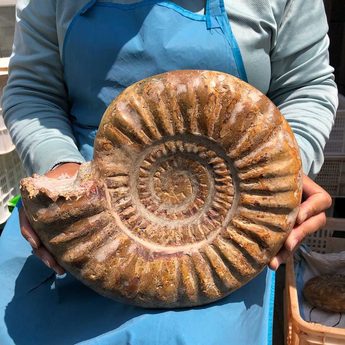 10.67LB Large Natural Beautiful Ammonite Fossil Conch Crystal Specimen Healing