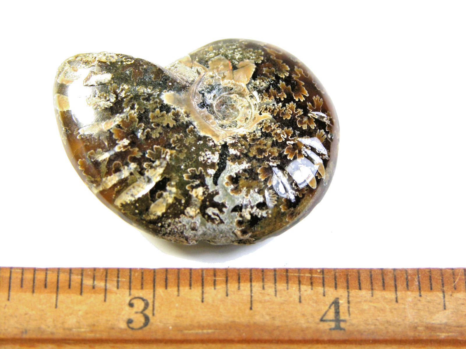 Ammonite fossil polished 1 1/2″ + showing suture &fire Madagascar ms49