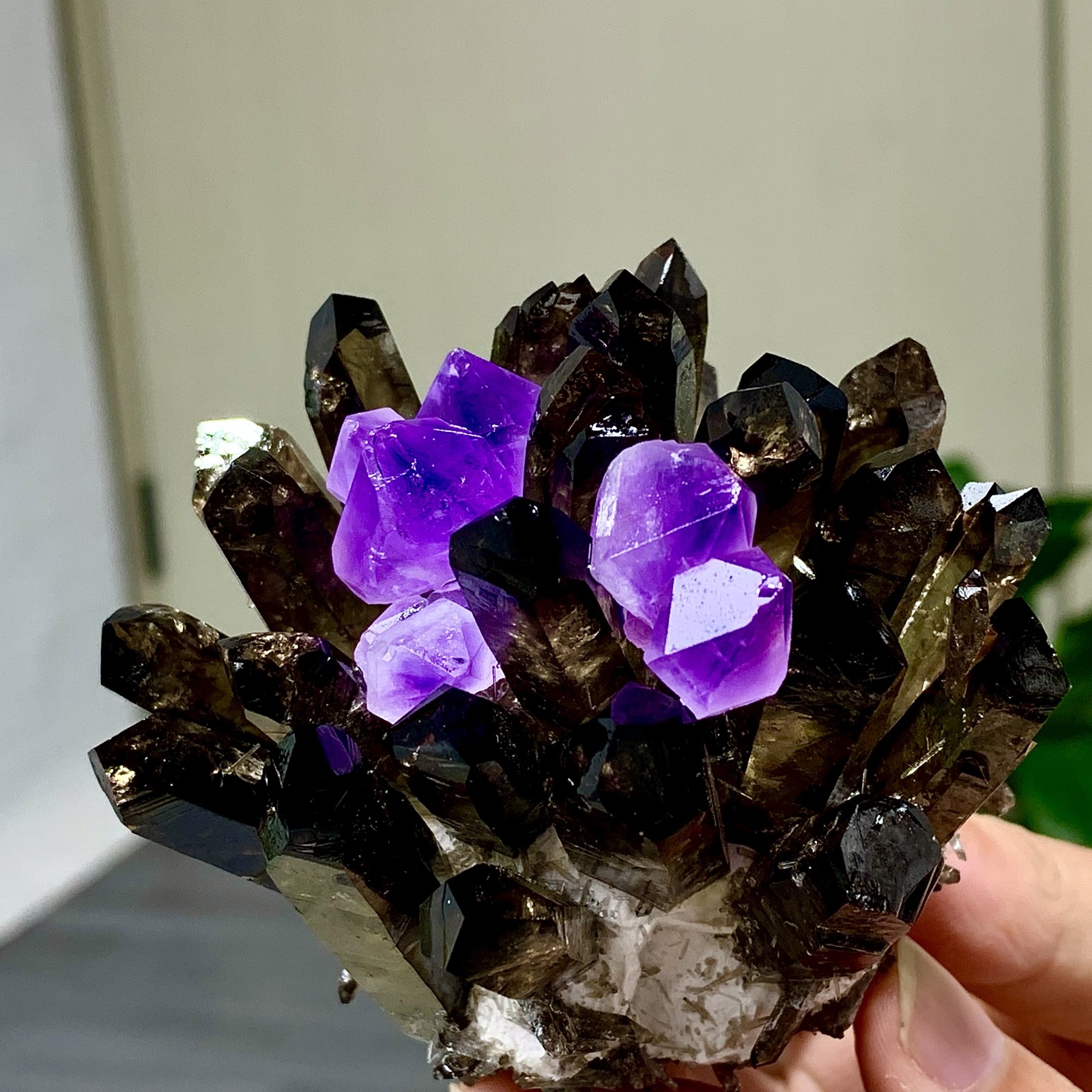 290G New Find black+purple Phantom Quartz Crystal Cluster Mineral Specimen