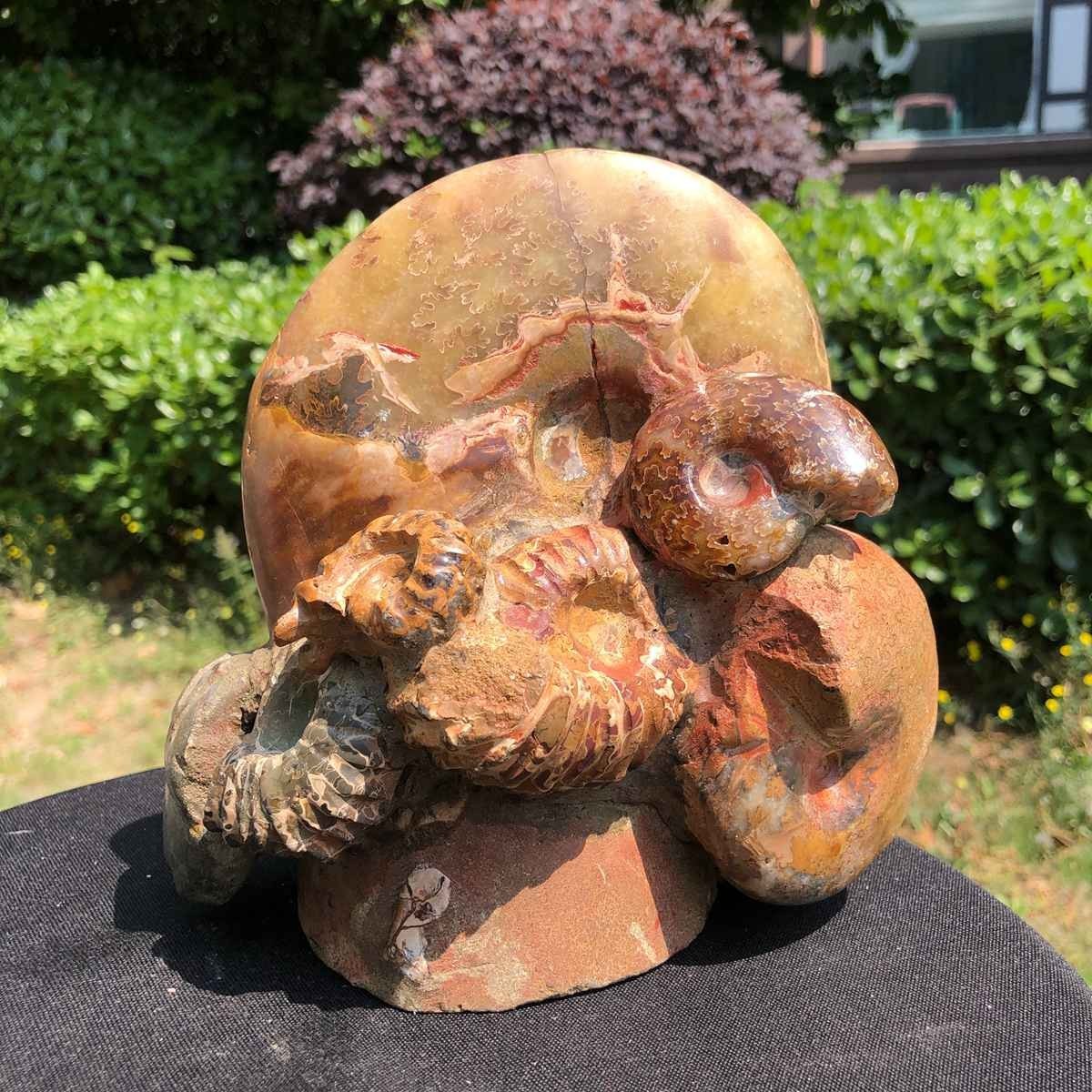 5.08LB Rarem Natural Tentacle Ammonite Fossil Specimen Shell Healing Madagas