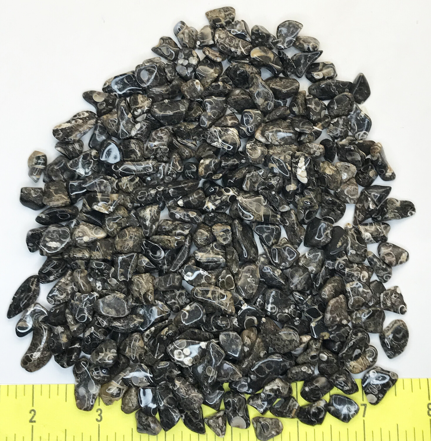 FOSSIL TURRITELLA AGATE X-SMALL ( 5/16″ to 5/8″ ) polished stones. 1/2 lb