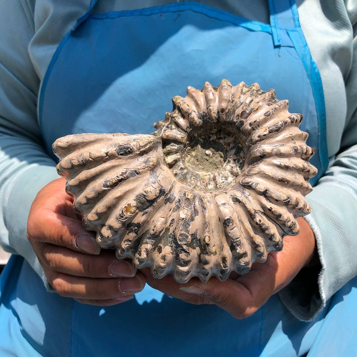 7.15LB 3pc Rare! Natural Tentacle Ammonite Specimen Healing Madagascar