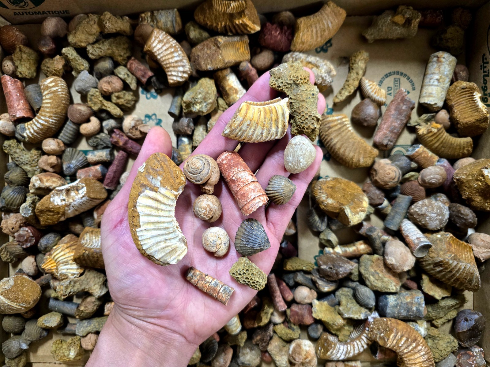 Fossils Mix Bulk Moroccan Assorted Ammonite Brachiopods Gastropods & More