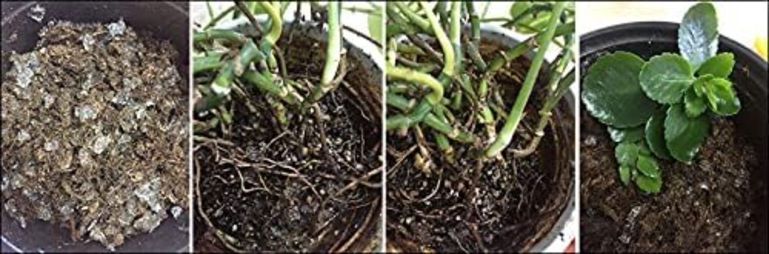Potassium Based Water Crystals for Plants – 1 lb Hydrogel Reduces Watering Needs