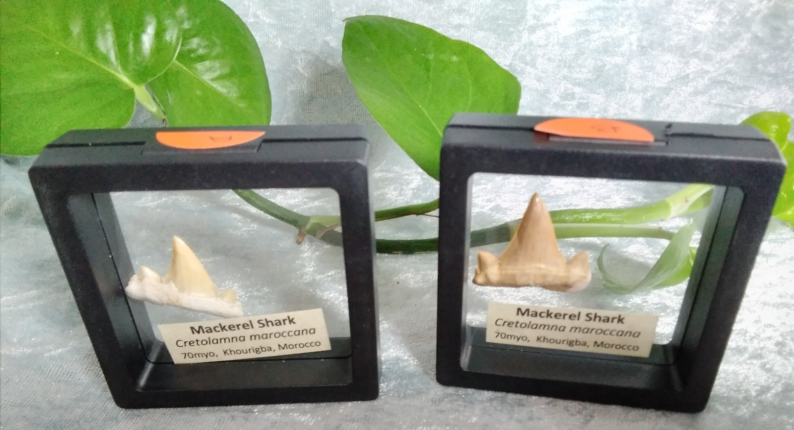 Mackerel Shark Tooth ~ Cretolamna Maroccana, 70 MYO, Morroco ~ Display Blk (B)