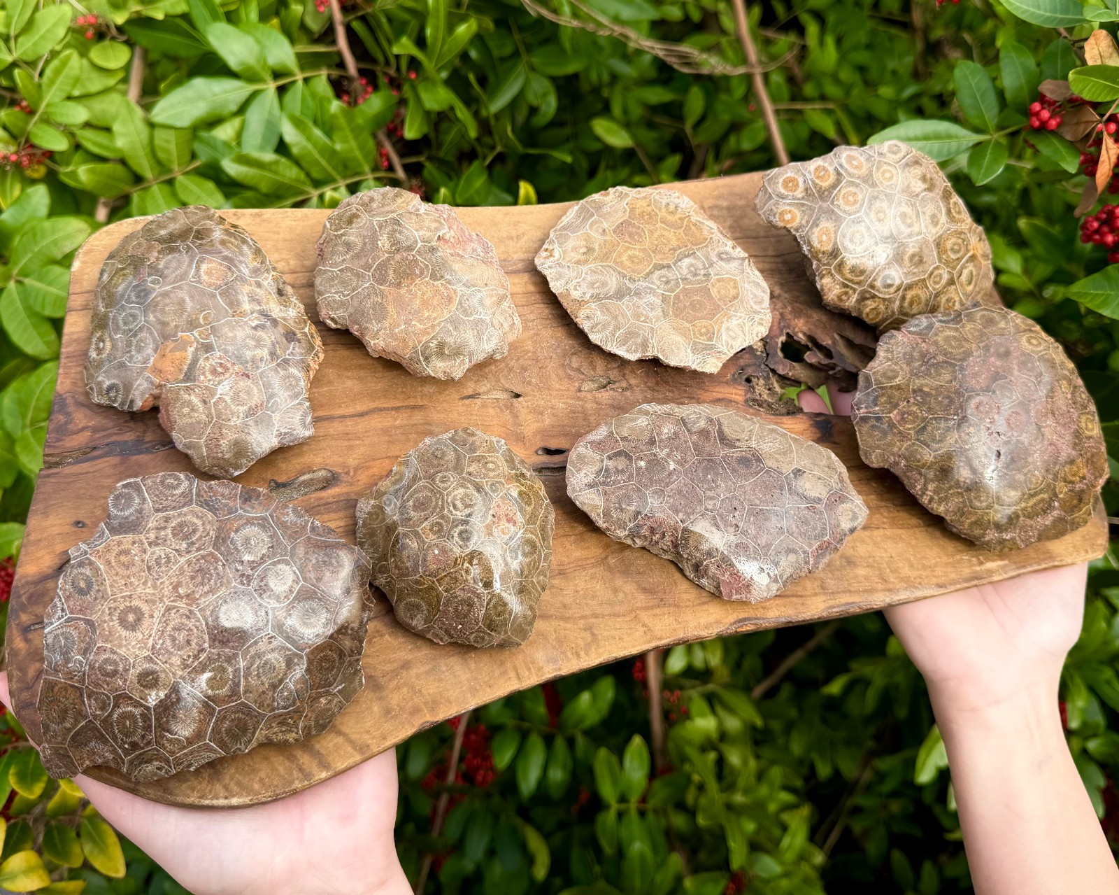 LARGE Fossilized Coral Chunks, One Side Polished Natural Fossil Coral Specimens