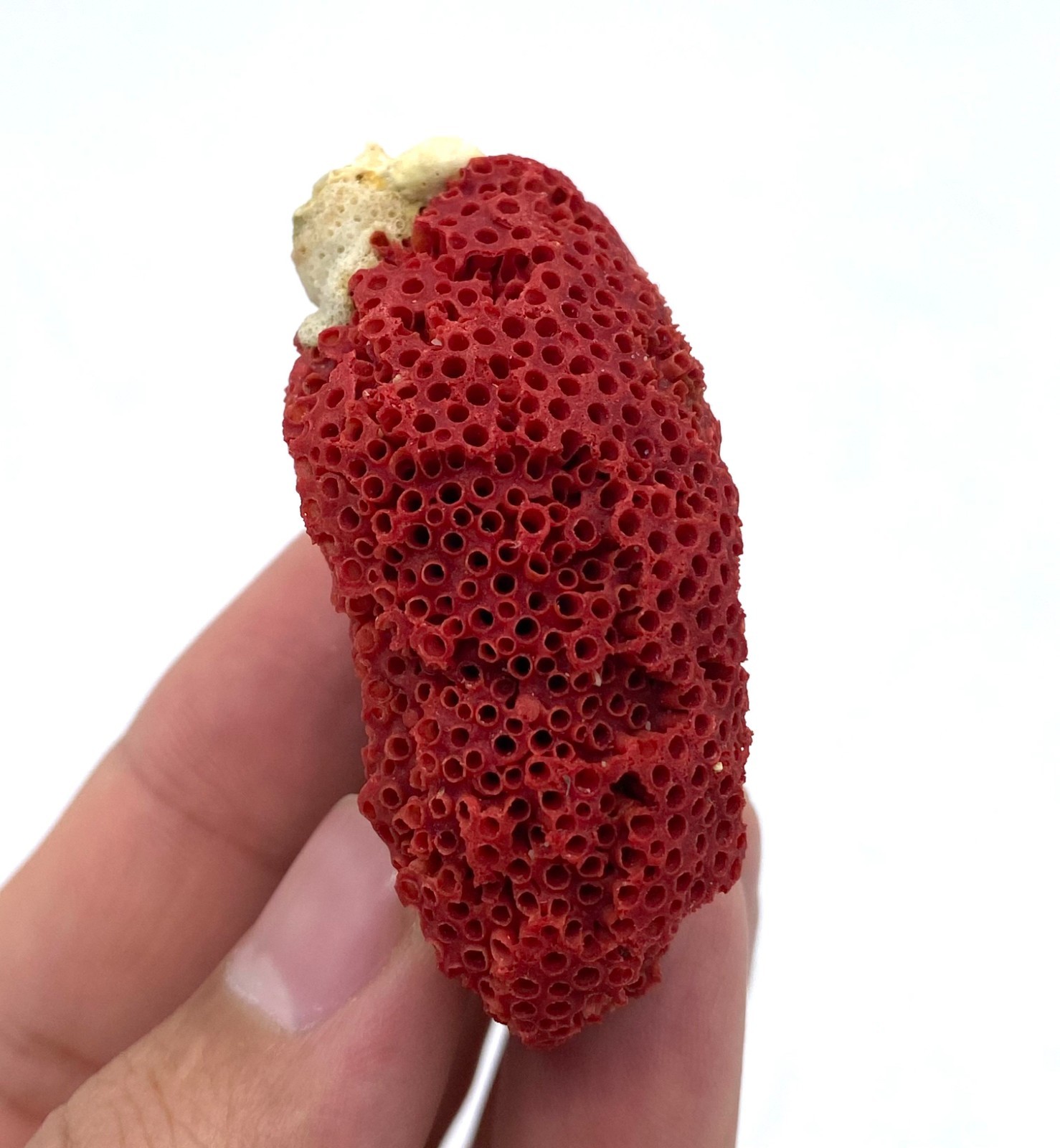 Natural Red Coral with Matrix , Mineral Specimen Collection, Italy