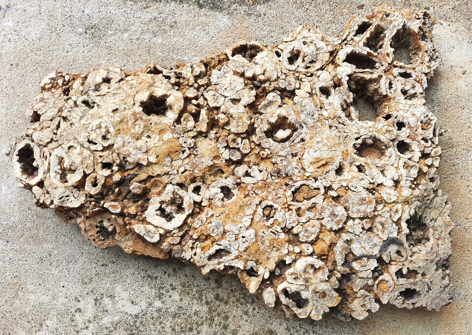 Unusual Half Geodes Looking Layer of Crystalized Calcite. 18X12.5X1.5″. So. KY