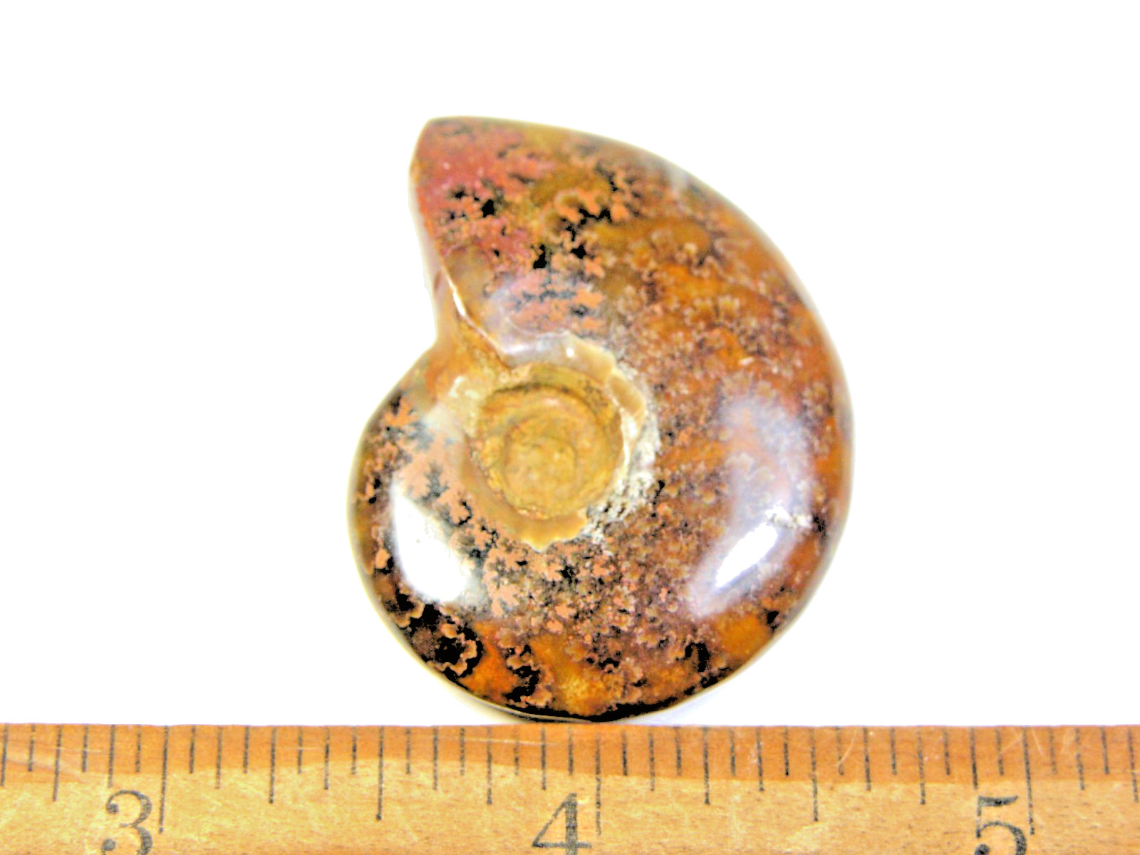Ammonite fossil polished 1 1/2″ + showing suture &fire Madagascar ms27