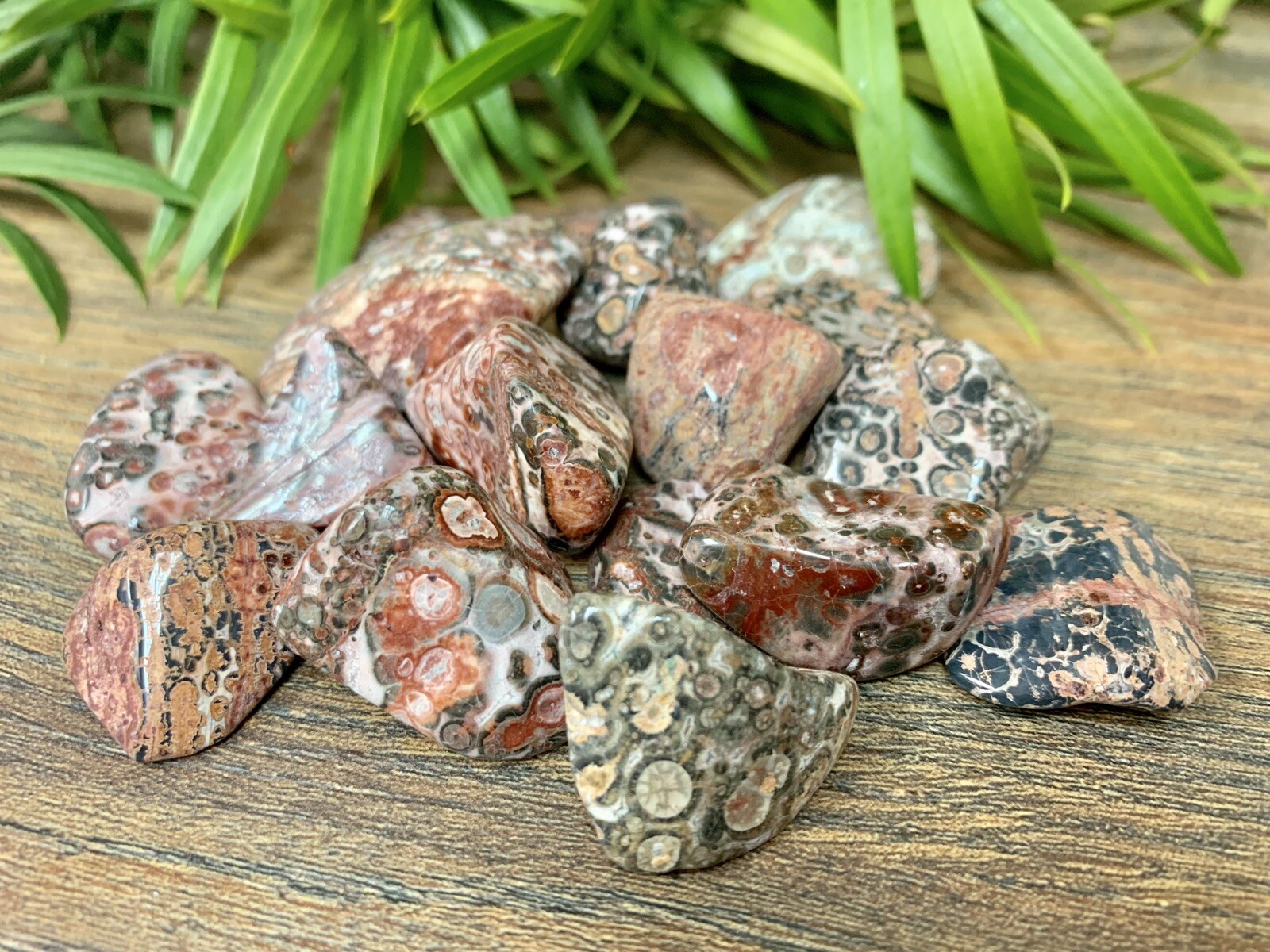 1/2 lb Leopard Skin Jasper Tumbled Stones Crystal Gemstone Specimen Reiki