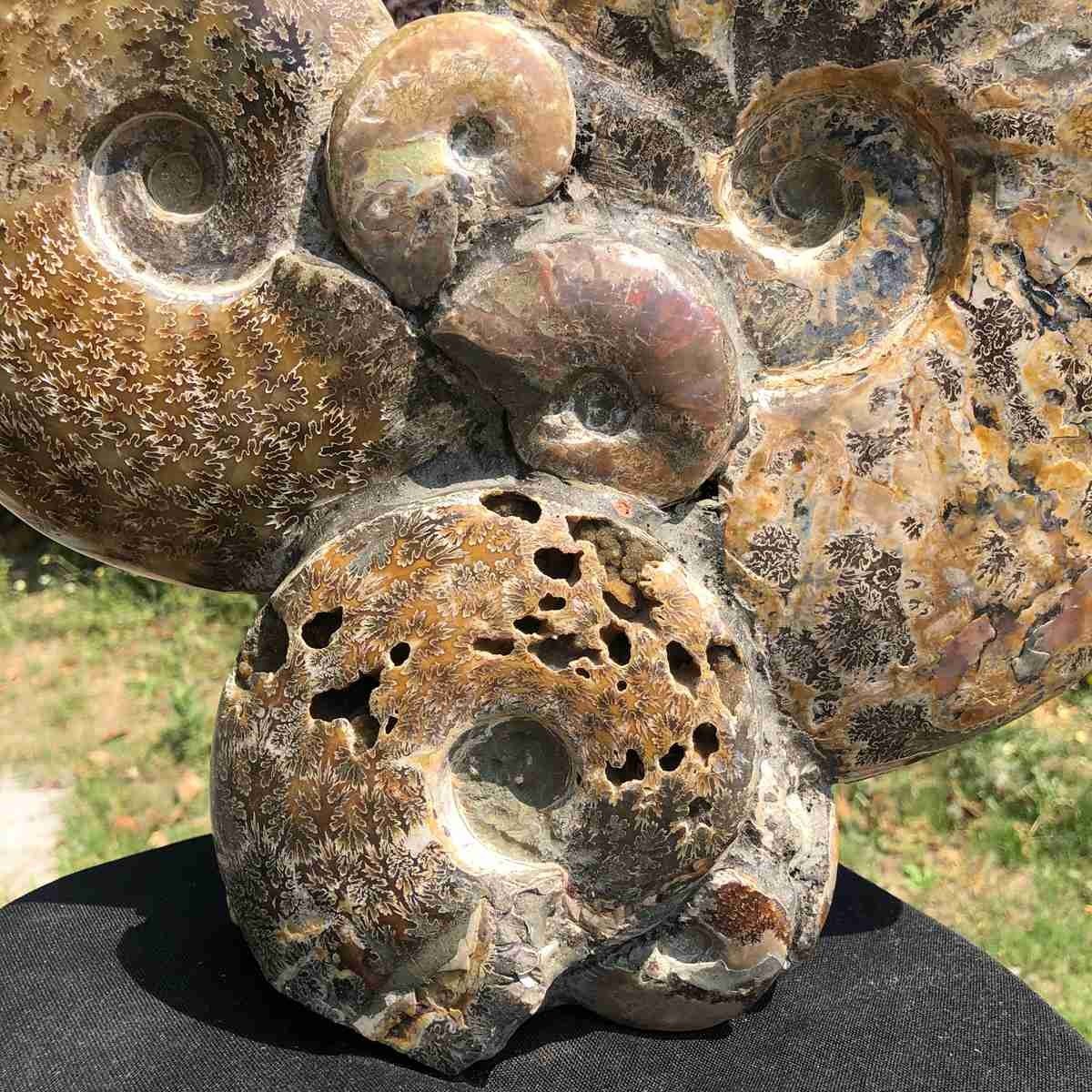 17.46LB Rarem Natural Tentacle Ammonite Fossil Specimen Shell Healing Madagas