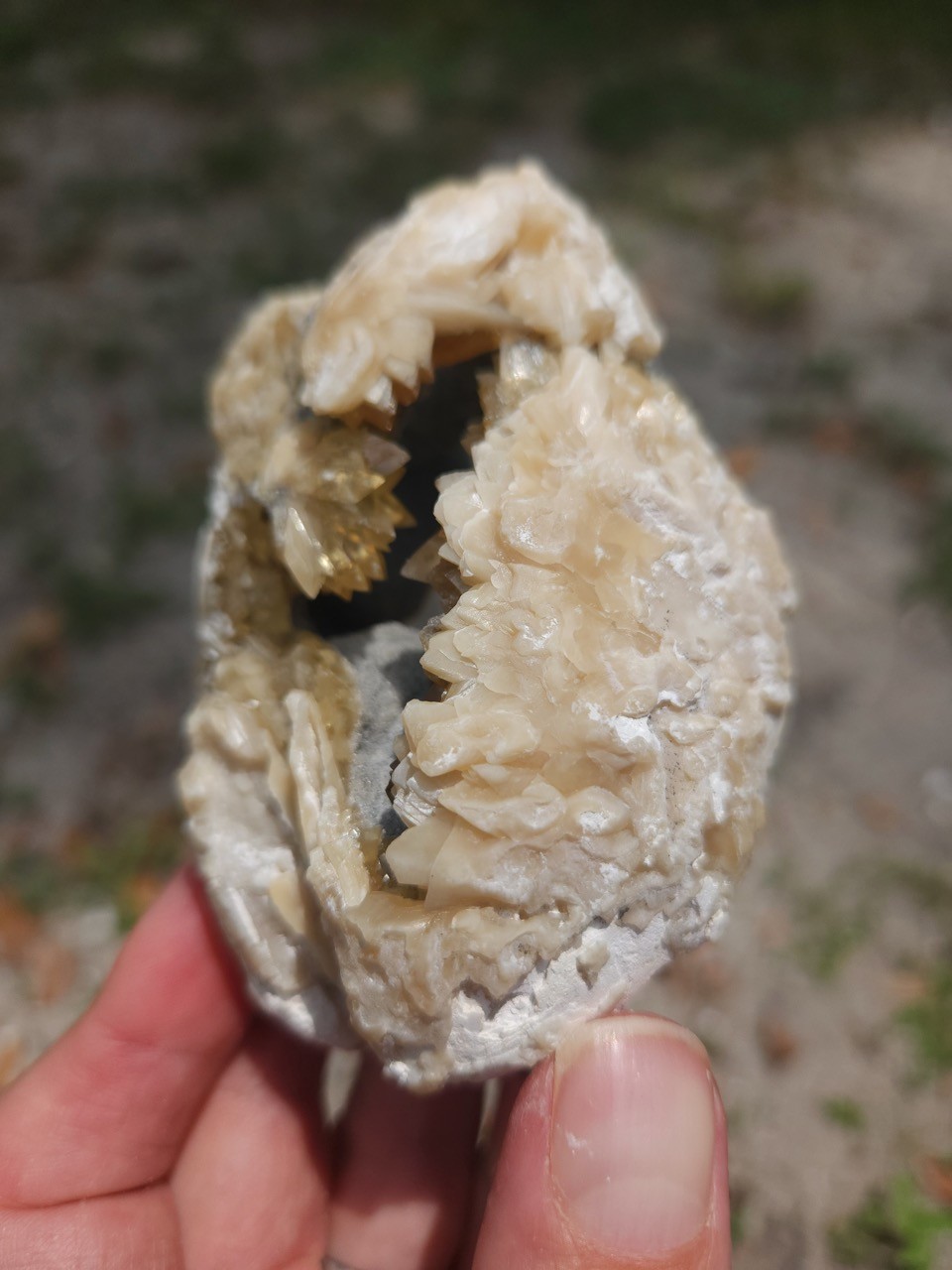 PAIR Calcite Crystal WHELK AND CLAM Shell Fossil Rucks Pit Florida dogtooth UV