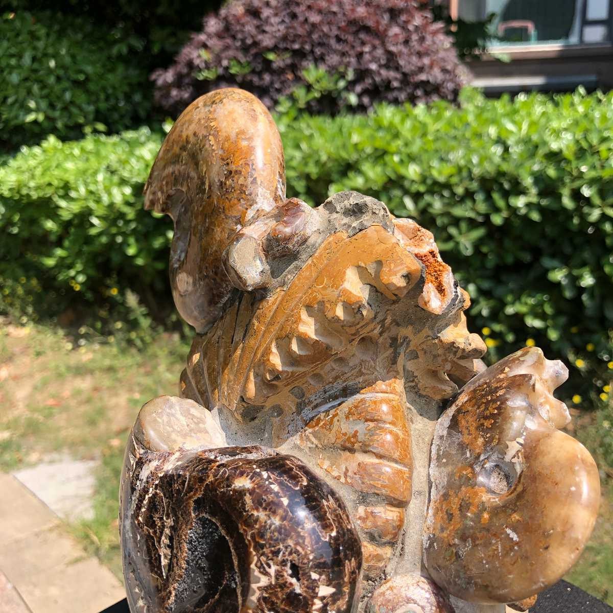 11.08LB Natural Large Beautiful Ammonite Fossil Conch Crystal Specimen Healing