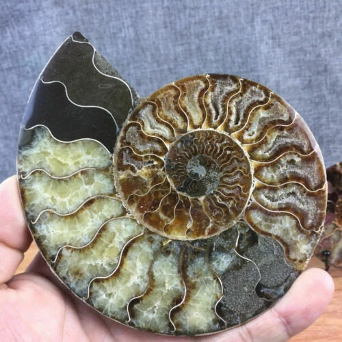 top! Natural ammonite fossil conch Crystal specimen healing+stand 1PC 200g+