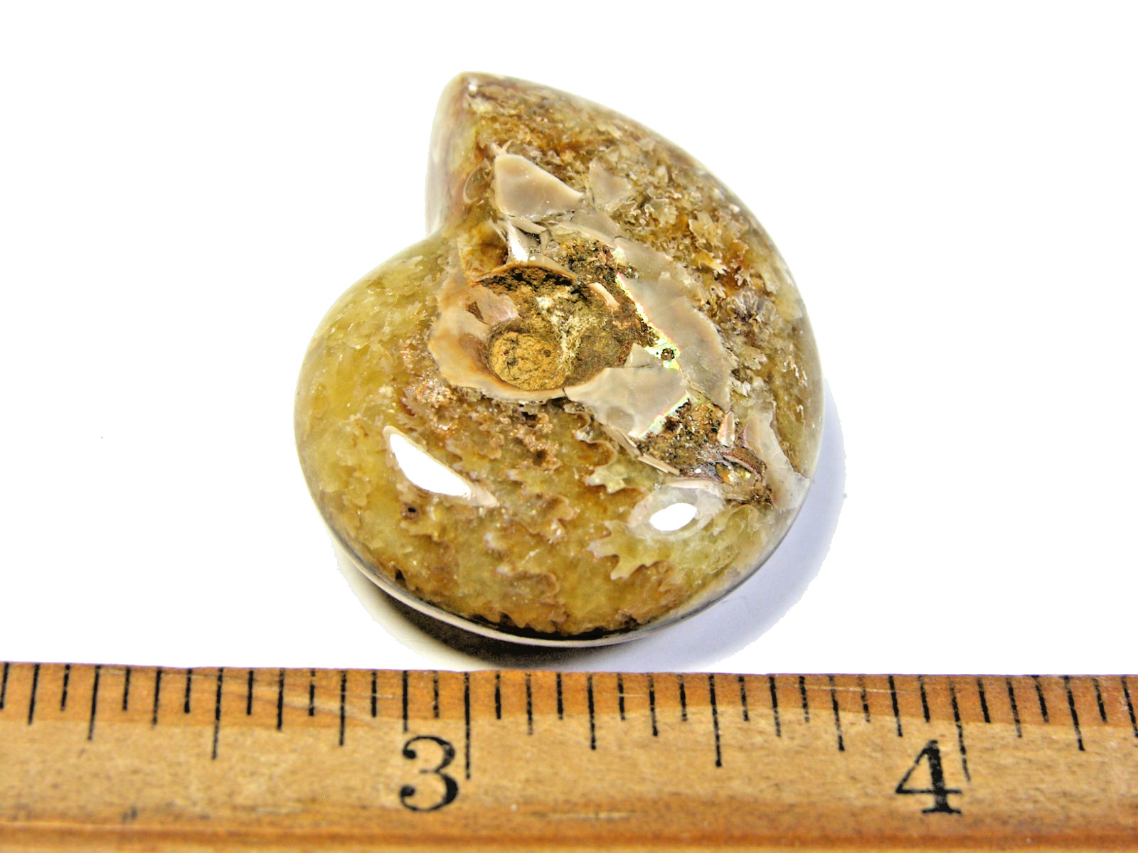 Ammonite fossil polished 1 1/2″ + showing suture lines Madagascar ms22