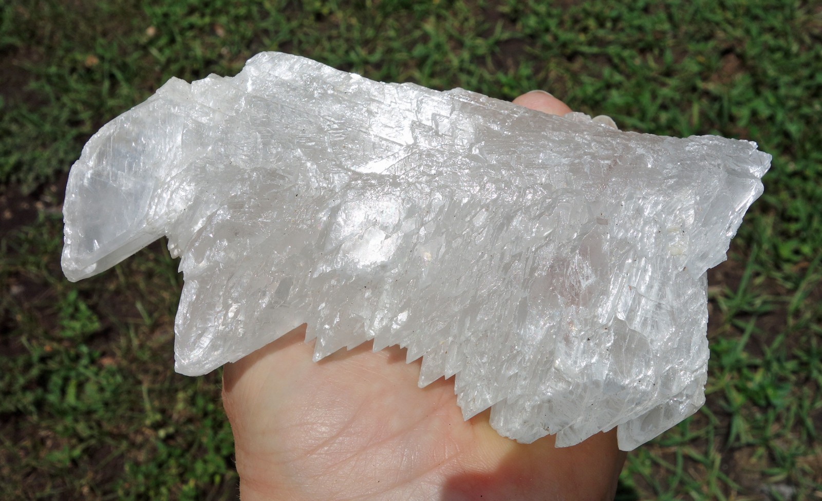 Shiny Large FISHTAIL SELENITE Natural Crystal Point from Naica Mexico For Sale