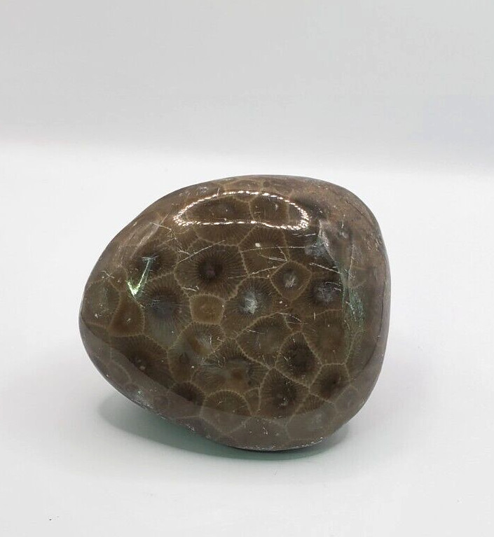 Natural Michigan Petoskey Stone with Polished Side 2-1/2×2-1/4×1-1/2 inches 161g