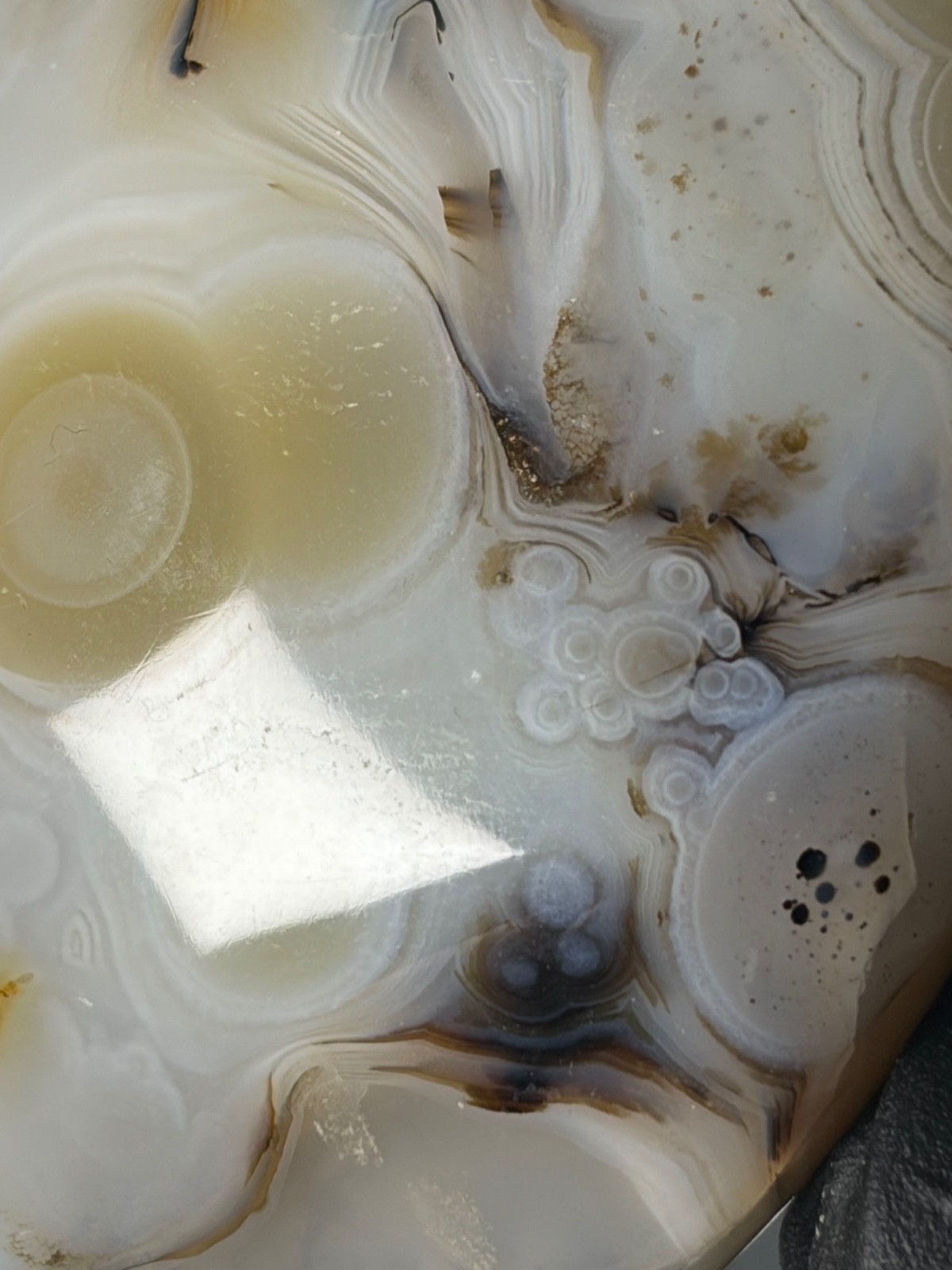 Excellent Agate Palm Stone Dendritic Orbs Banding