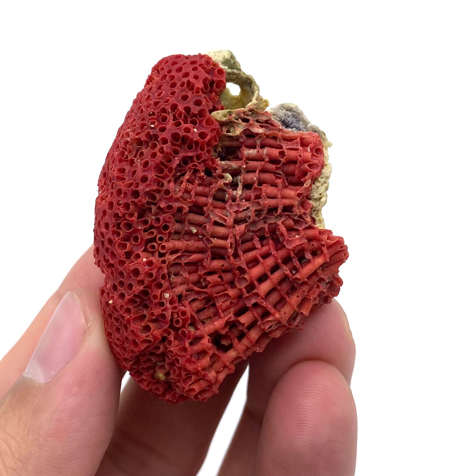 Natural Red Coral with Matrix , Mineral Specimen Collection, Italy