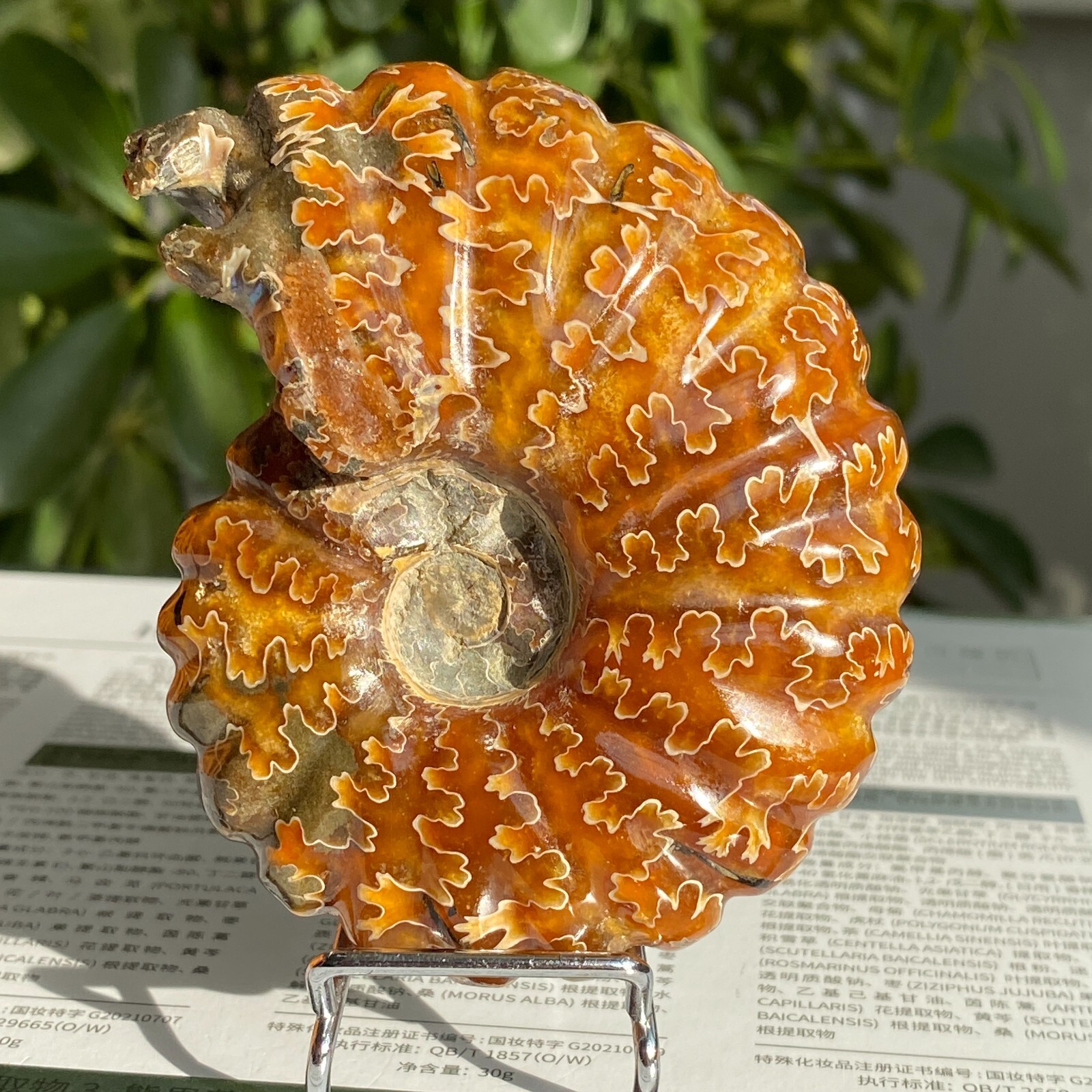 200g Top Natural Horn Screw Fossil Ammonite Conch Crystal Specimen Healing