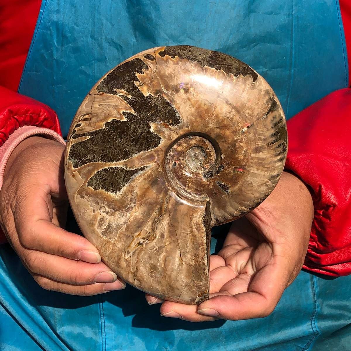 2pcs Natural Beautiful Ammonite Fossil Conch Crystal Specimen Healing
