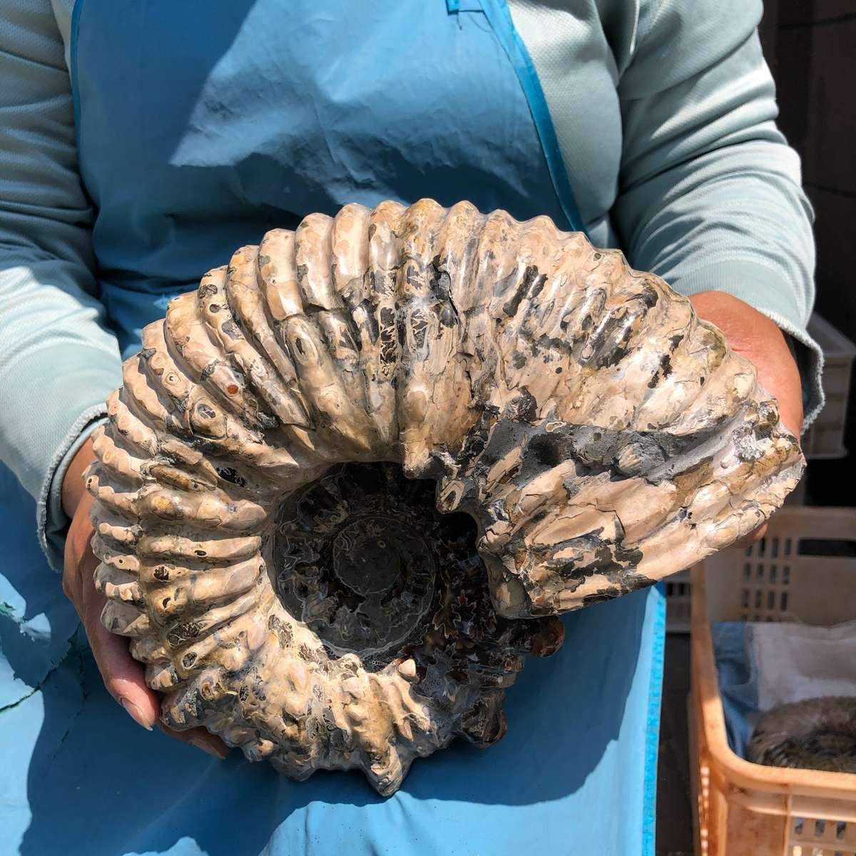 13.33LB Natural Beautiful Ammonite Fossil Conch Crystal Specimen Healing 5382