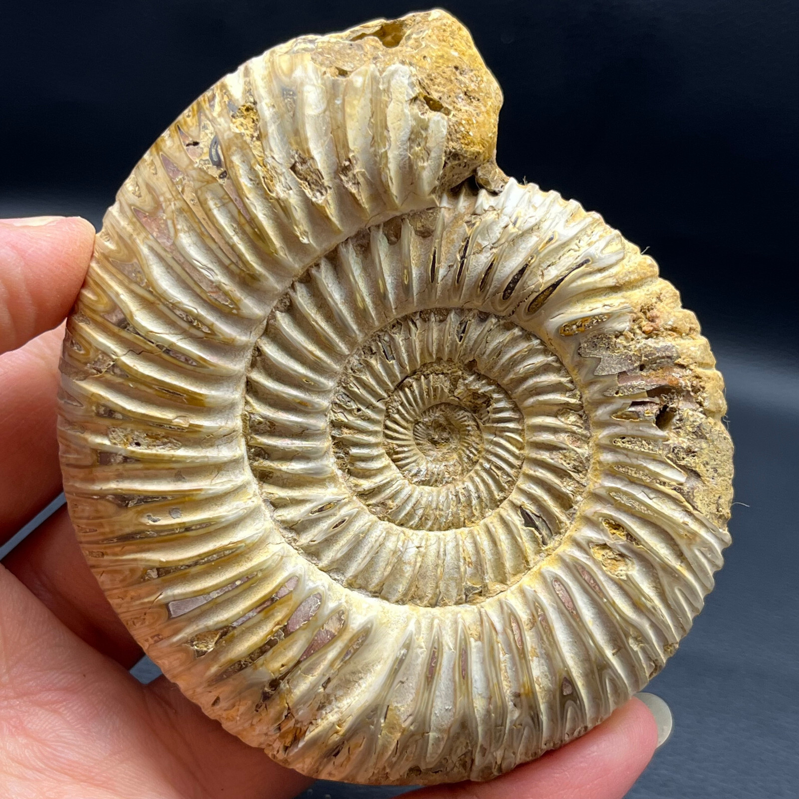 201G Natural conch specimens from Madagascar Rough without any treatment Y8