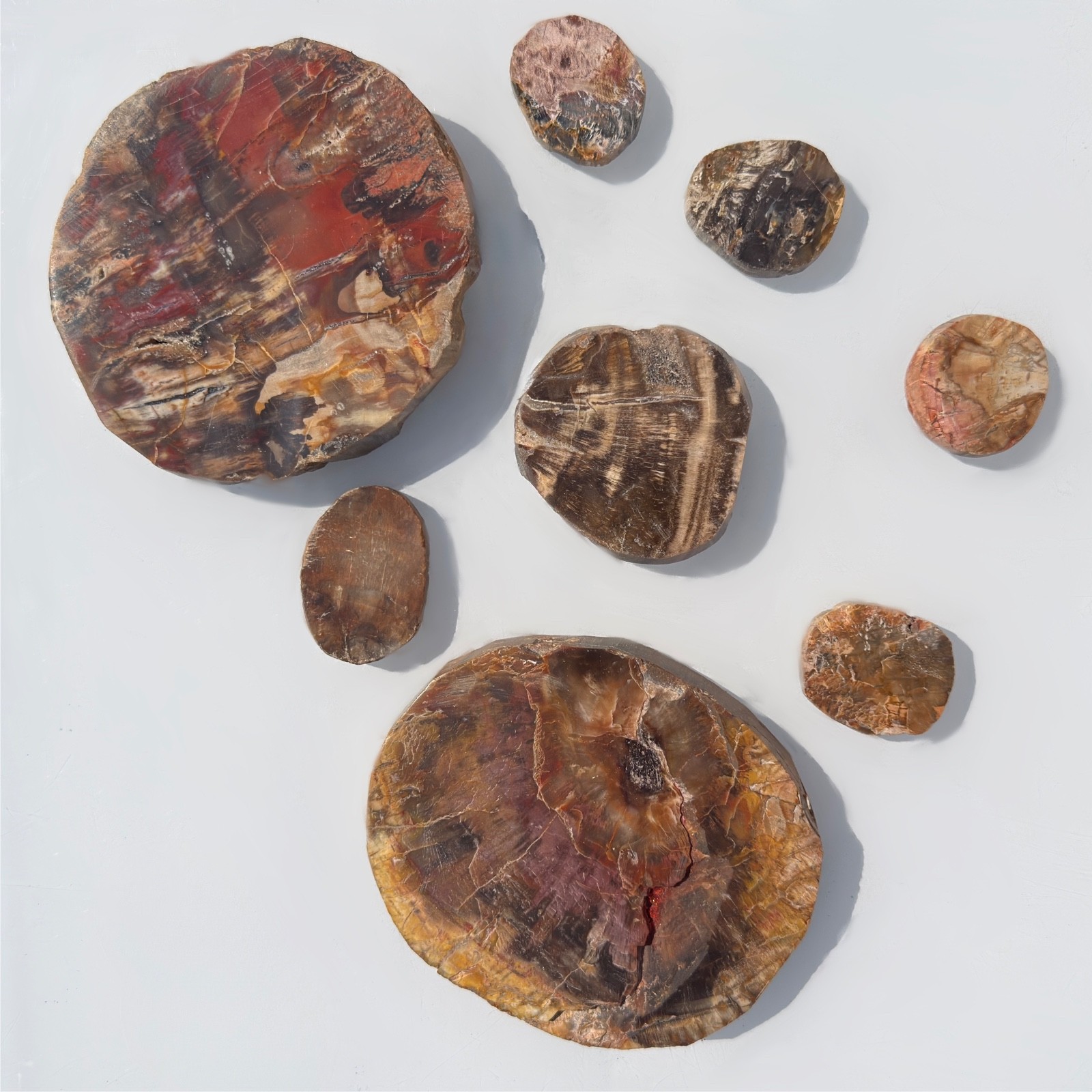 Wholesale Lot 4 Lbs Natural Petrified Wood Slabs Crystal Healing Energy