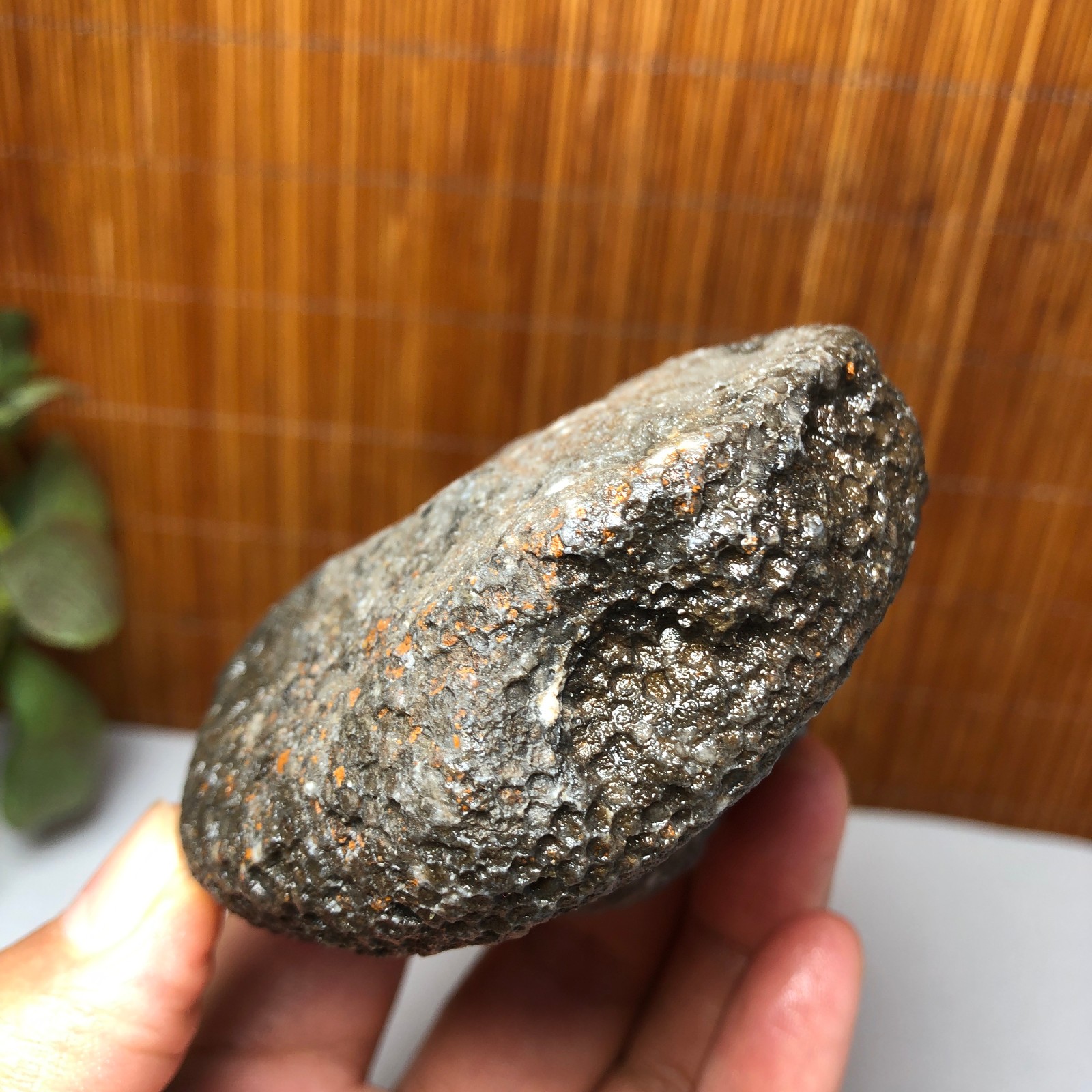 73mm Rare Rugose Coral Slab original Actinocyathus Morocco 291g AA9419