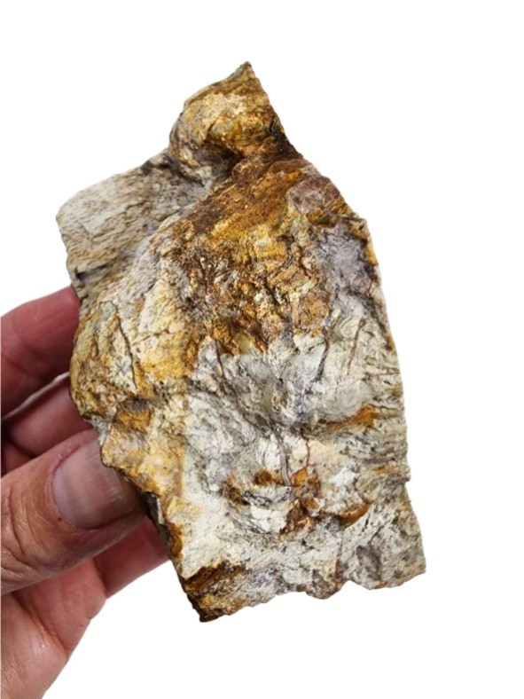 Grassy Mountain Petrified Wood Faced Specimen 184.1 grams.