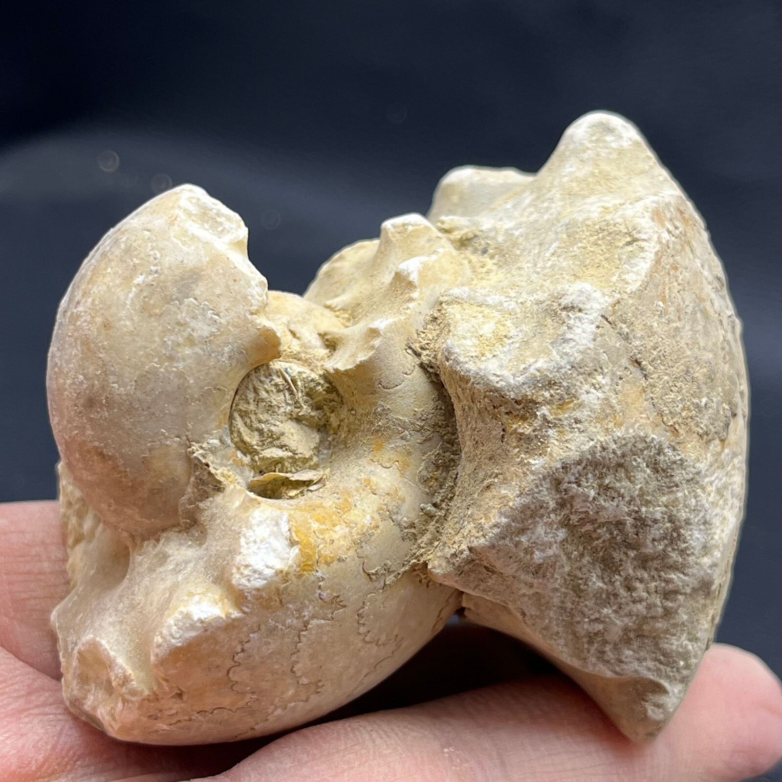227G Natural conch specimens from Madagascar Rough without any treatment V18