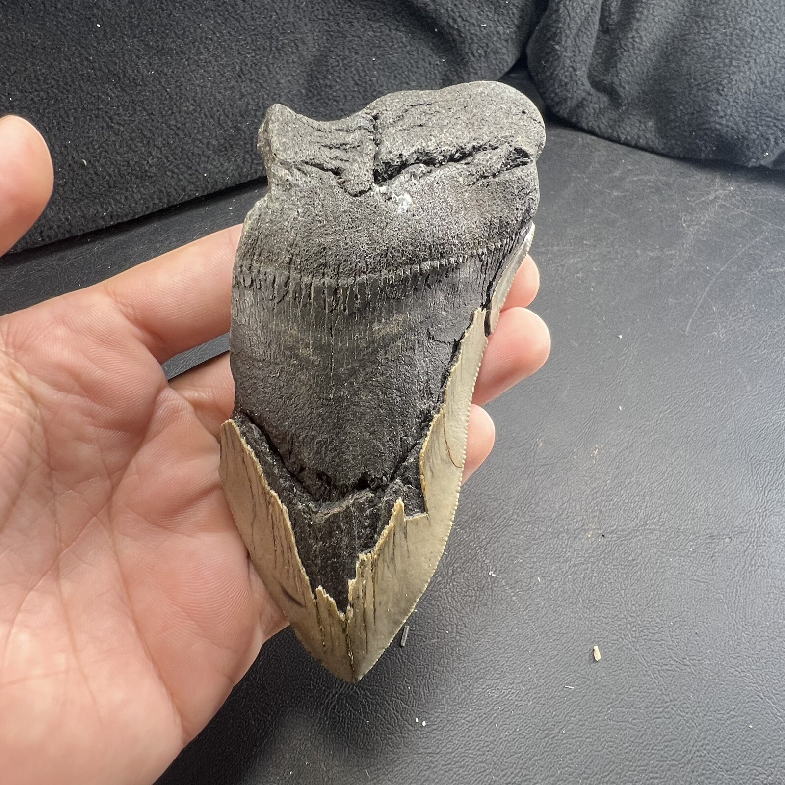 Megalodon Shark Tooth Fossil  North Carolina Coast Megaladon Megladon Meglodon