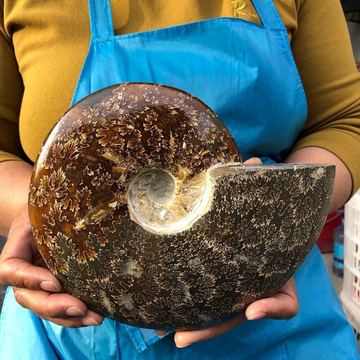 3.41LB Rare! Natural Tentacle Ammonite Fossil Specimen Shell Healing Madagascar