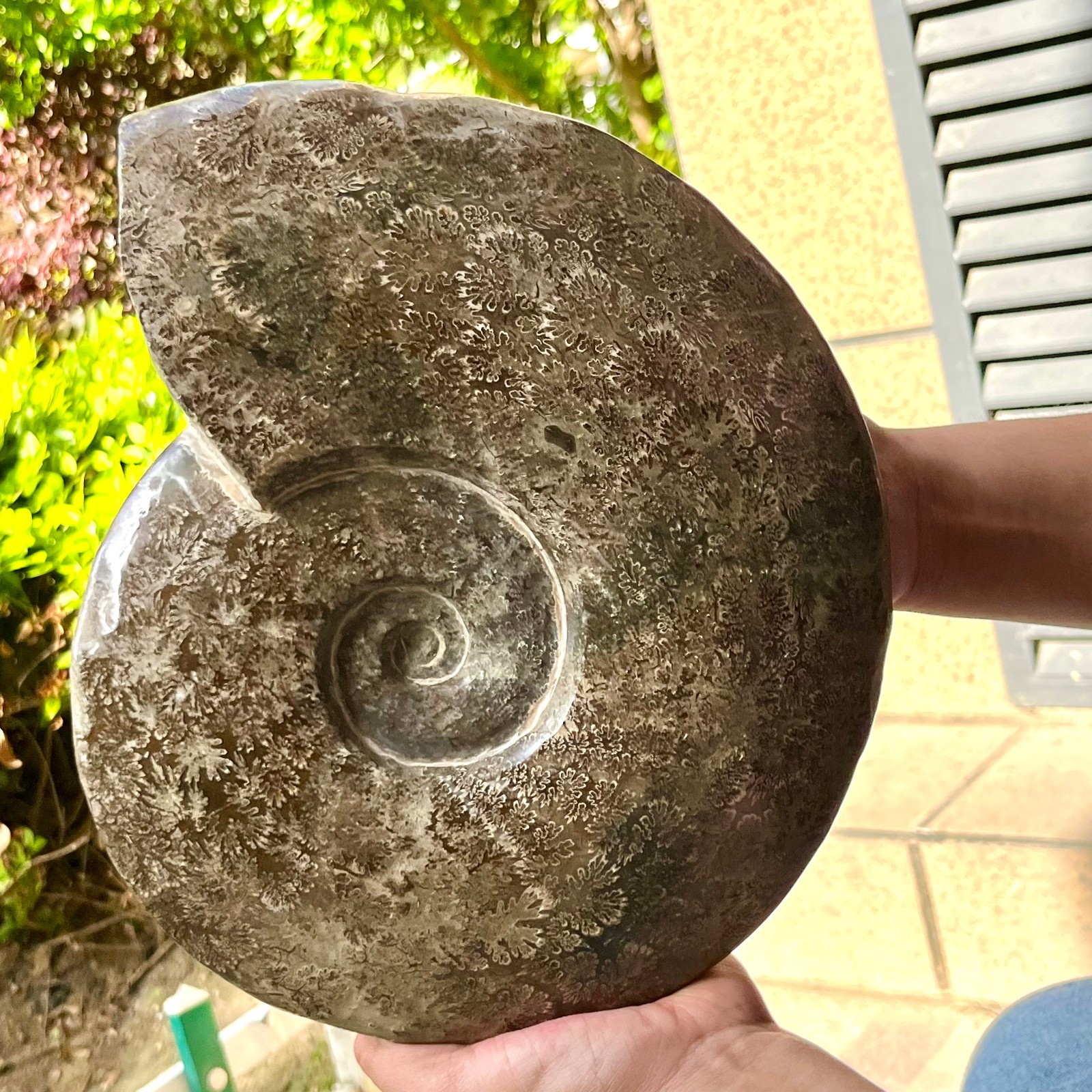 Polished Conch Shell Specimen Polished w/ Ammonite Pattern 11.08 lb