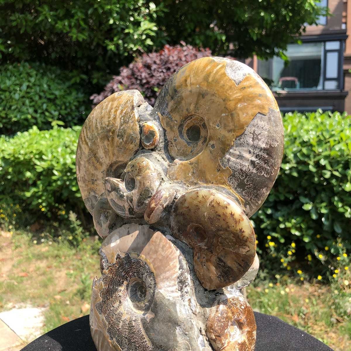 9.24LB Rare! Natural Tentacle Ammonite Fossil Specimen Shell Healing Madagasc