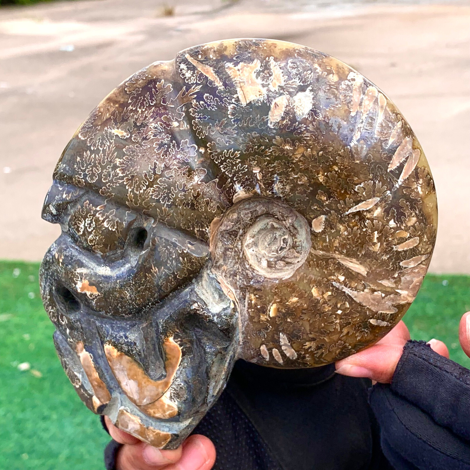 1.92LB Rare! Natural Tentacle Ammonite FossilSpecimen Shell Healing Madagascar