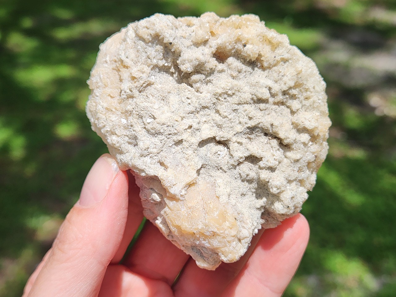 Calcite WHELK Shell Fossil Rucks Pit Florida dogtooth UV crystal honey cluster
