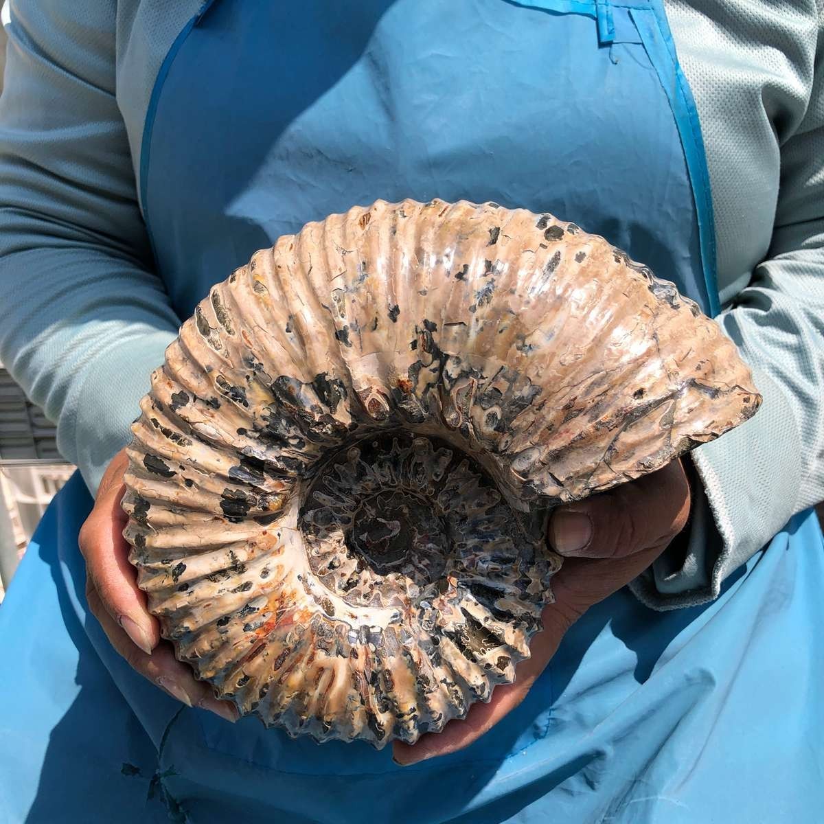 7.45LB Natural Beautiful Ammonite Fossil Conch Crystal Specimen Healing 5392
