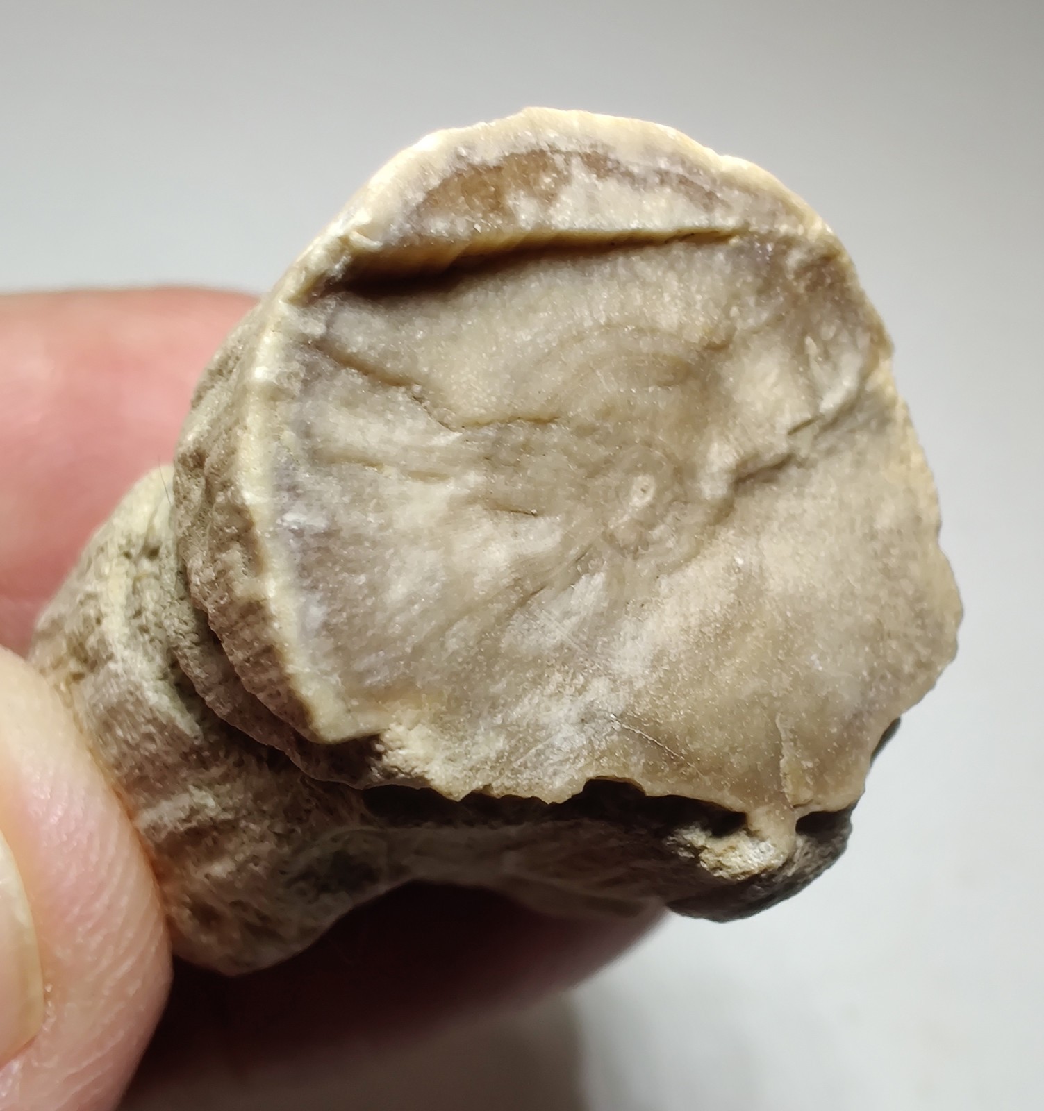 Petrified Wood, Fluorescent. Eden Valley, Wyoming. 29 grams.
