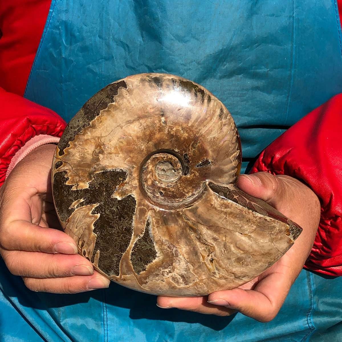 2pcs Natural Beautiful Ammonite Fossil Conch Crystal Specimen Healing