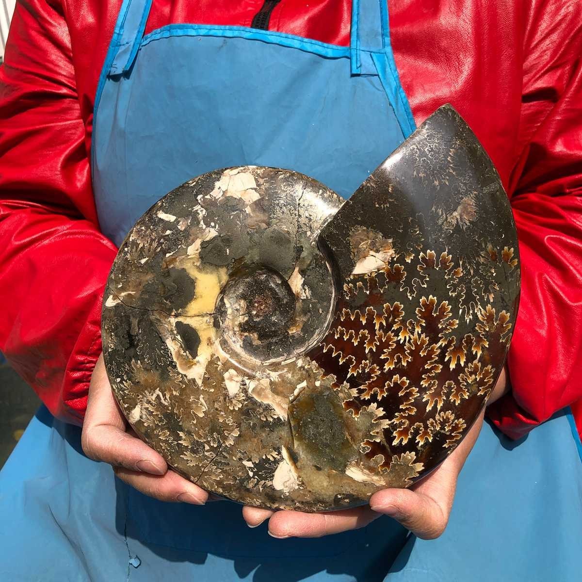 3.65LB AAA Natural Polished Ammonite Fossil with Suture Detail healing
