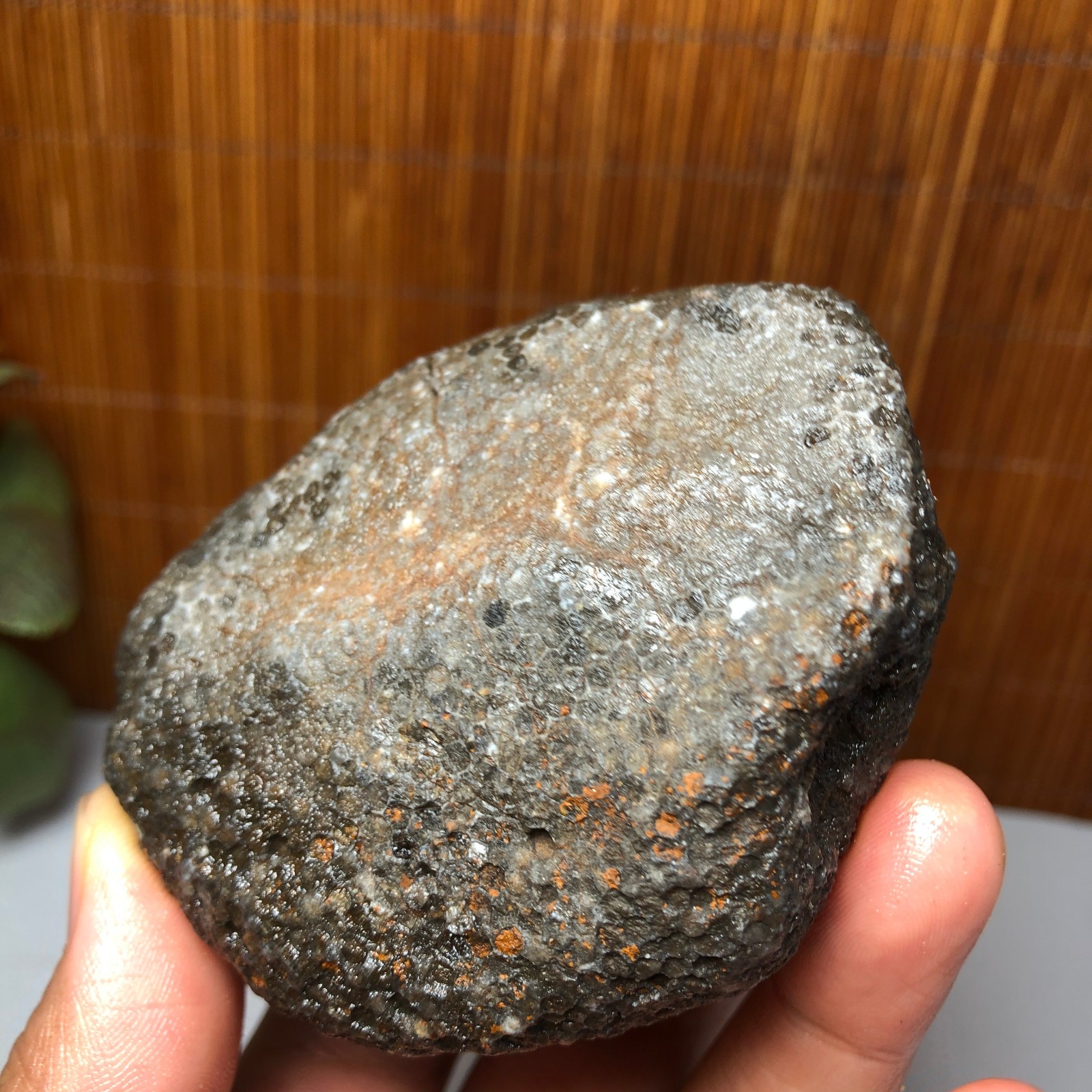 73mm Rare Rugose Coral Slab original Actinocyathus Morocco 291g AA9419
