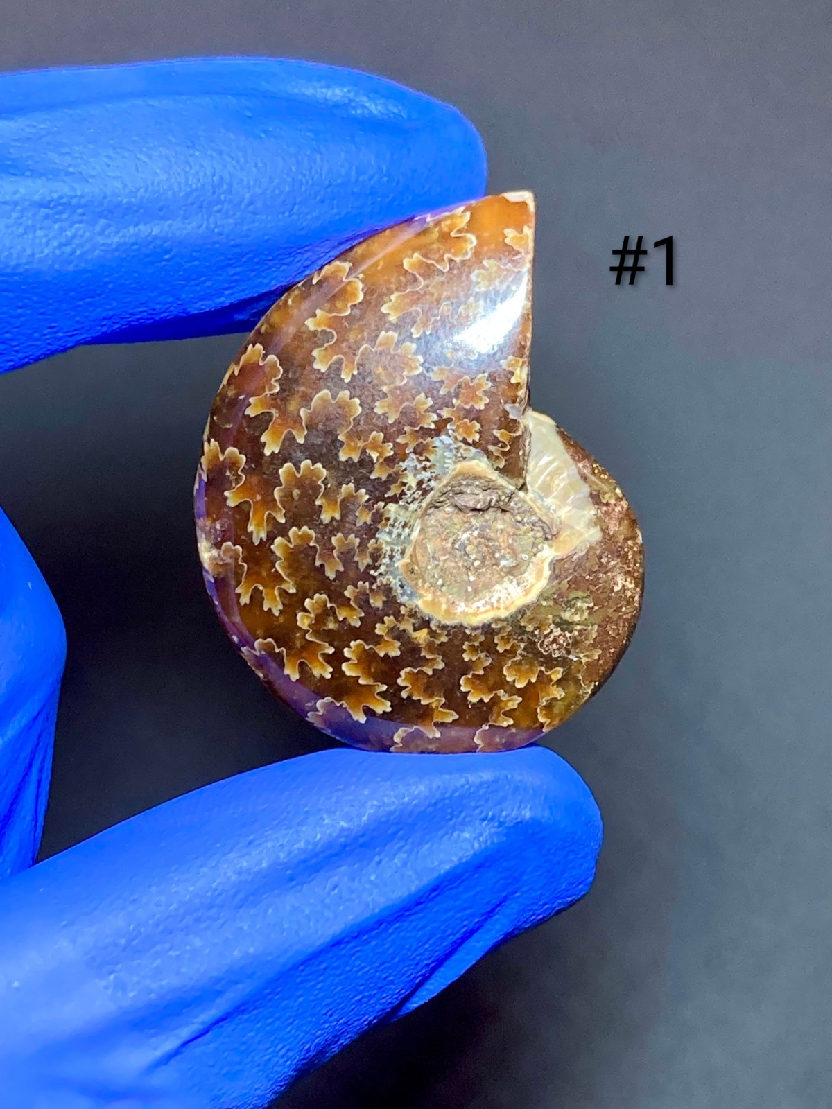 Pristine Ammonite Fossils