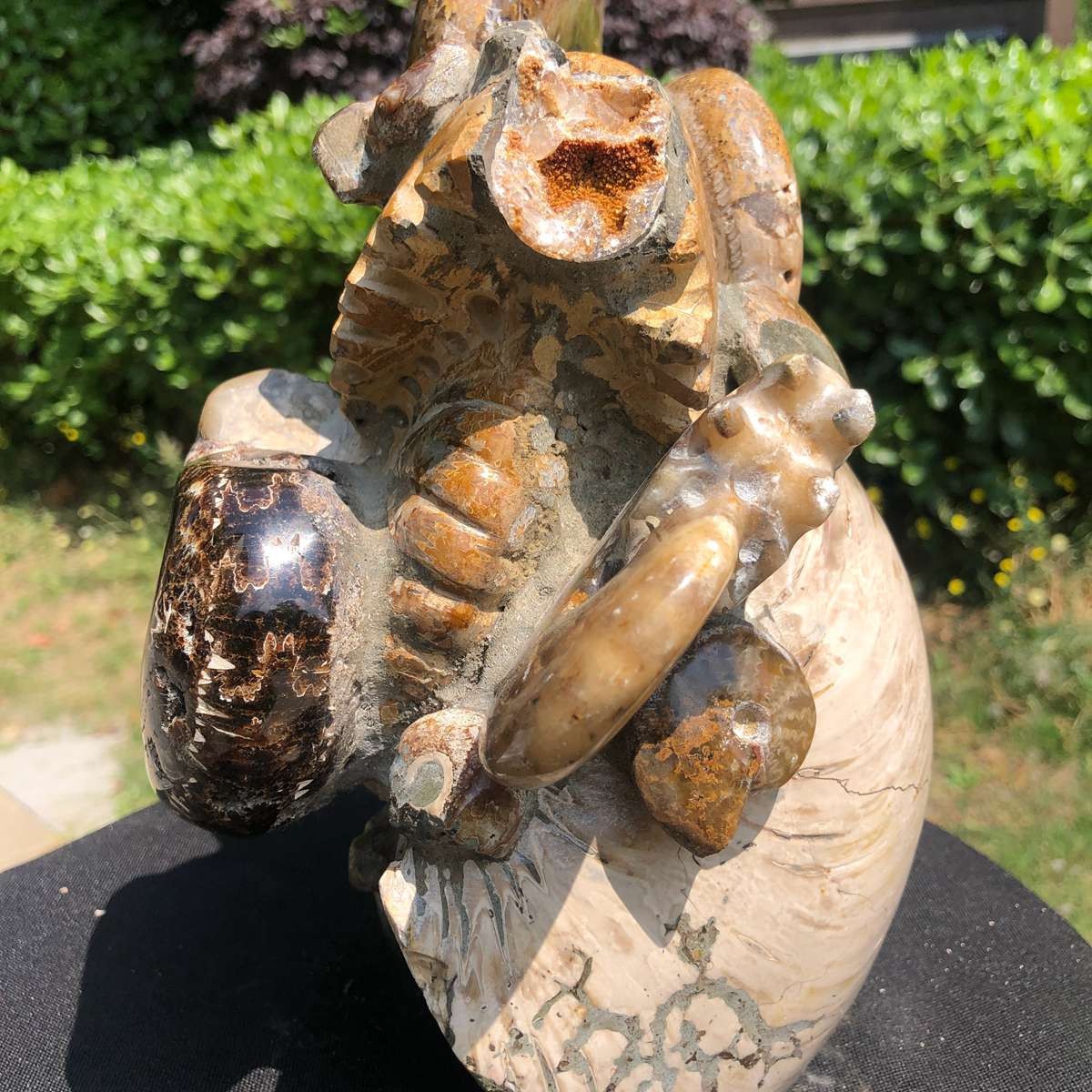 11.08LB Natural Large Beautiful Ammonite Fossil Conch Crystal Specimen Healing