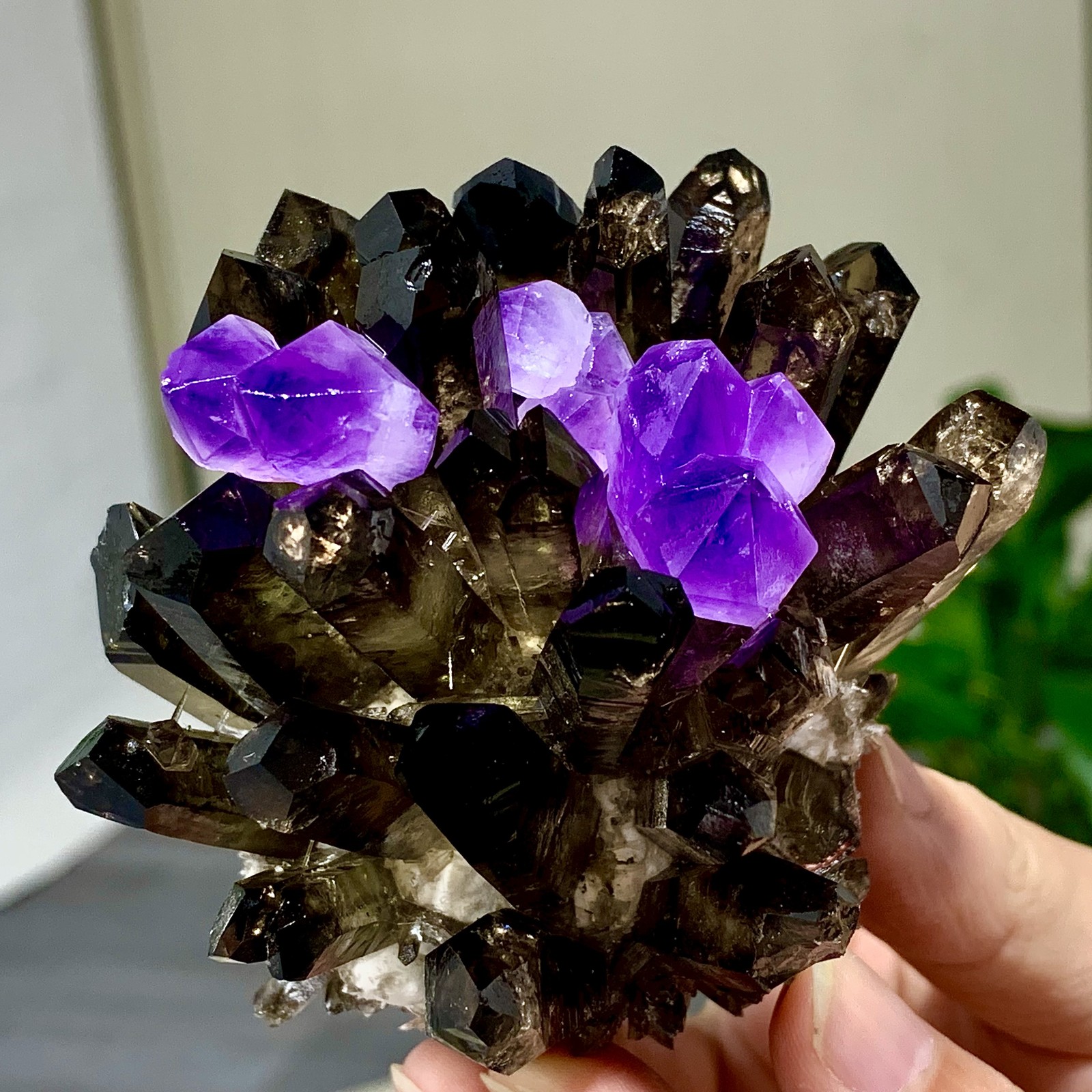 290G New Find black+purple Phantom Quartz Crystal Cluster Mineral Specimen